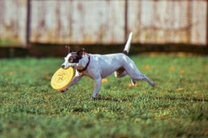 Dog with toy