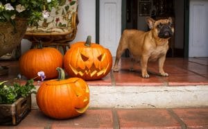 Pumpkins Pups - Morty Blog