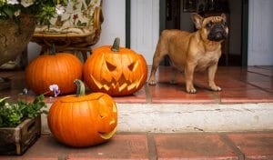 Pumpkins Pups - Morty Blog