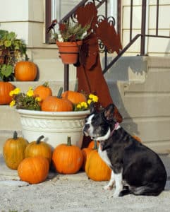 Terrier Pumpkin Porch