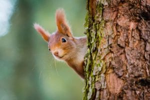 Squirrel - Where to Stash Your Down Payment Savings - Morty Blog