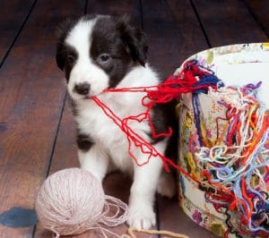 Dog Tangled Up in Yarn - The Morty Blog